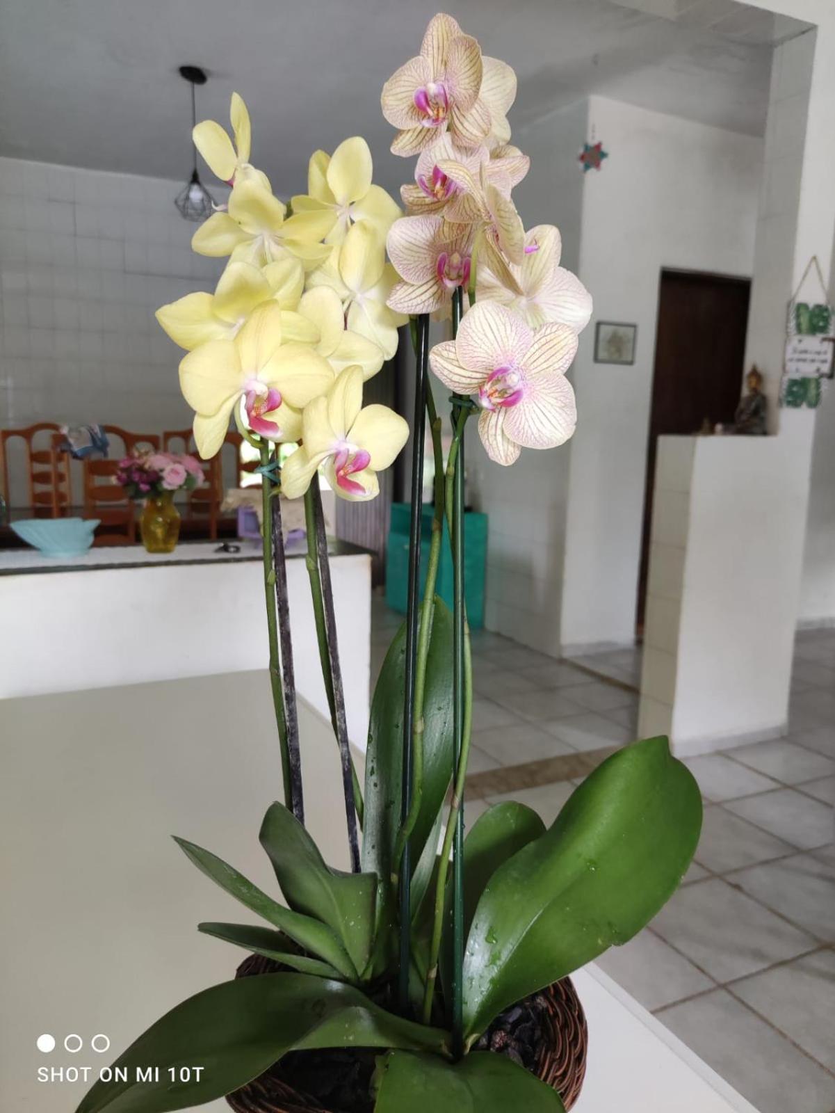 Renovo Beija-Flor Hostel E Espaco Terapeutico Бертиога Екстериор снимка
